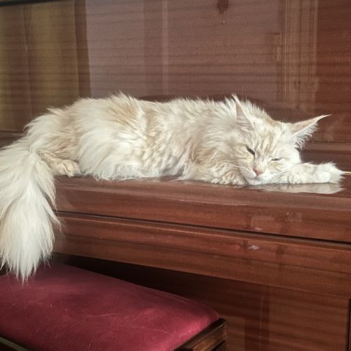 Chatons maine coon loof #2