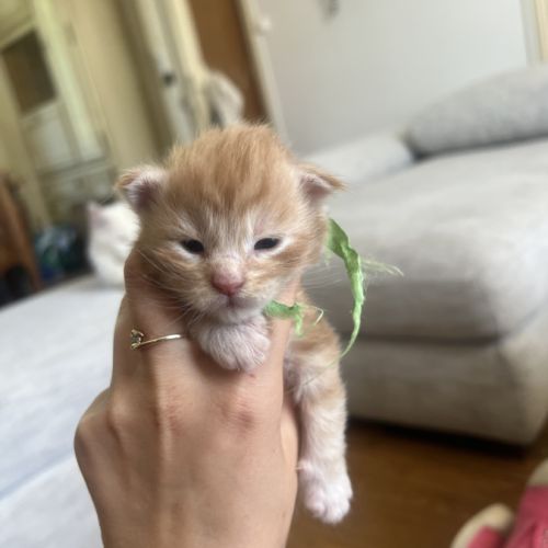 Chatons maine coon loof #0