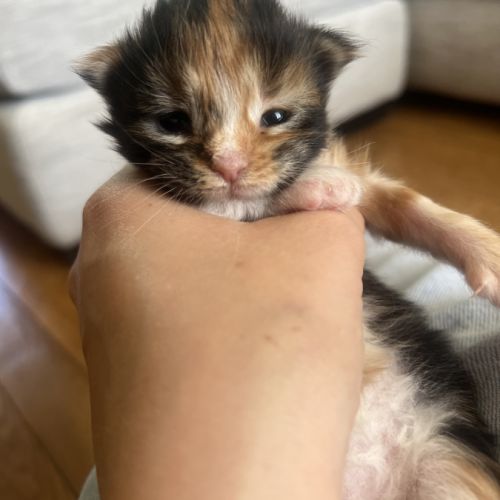 Chatons maine coon loof #4