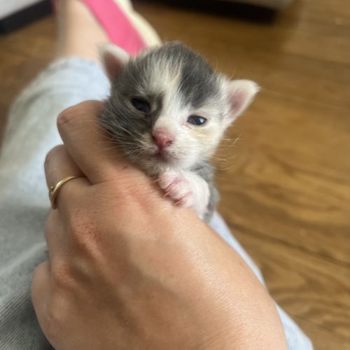 Chatons maine coon loof #8