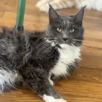 Chatons maine coon loof #1