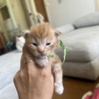 Chatons maine coon loof