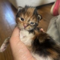 Chatons maine coon loof #5