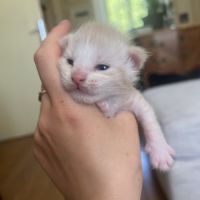 Chatons maine coon loof #6