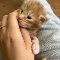 Chatons maine coon loof #7