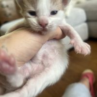 Chatons maine coon loof #9