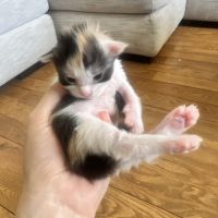 Chatons maine coon loof #10