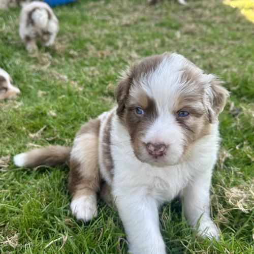 Chiots bergers australiens lof #1