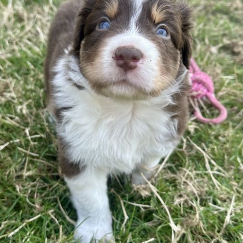 Chiots bergers australiens lof #0