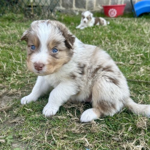 Chiots bergers australiens lof #4