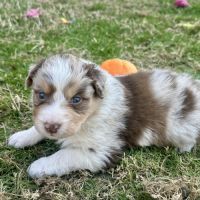 Chiots bergers australiens lof #2