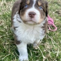 Chiots bergers australiens lof