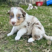 Chiots bergers australiens lof #4