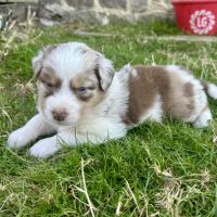 Chiots bergers australiens lof #5