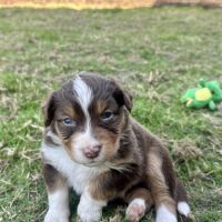 Chiots bergers australiens lof #6