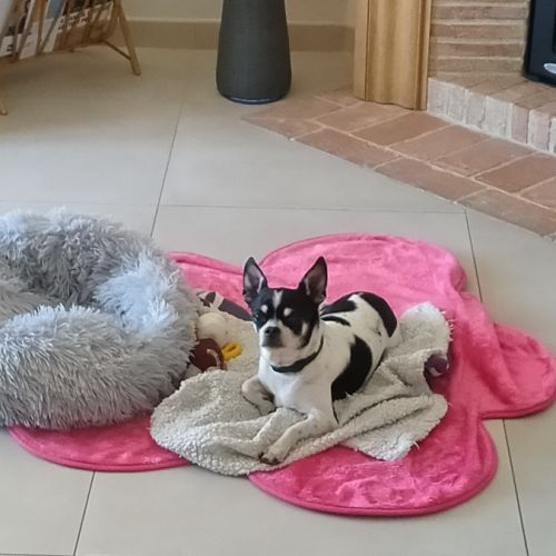 Donne chihuahua male 10 ans #0