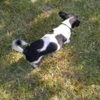 Donne chihuahua male 10 ans #1