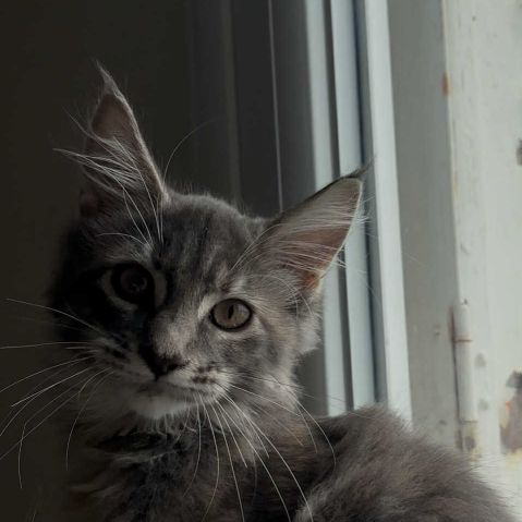 Chatons maine coon loof né(e)s le 15 juin 2025 #1