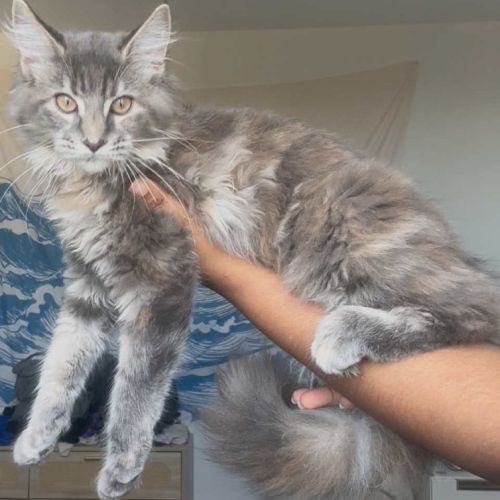 Chatons maine coon loof né(e)s le 15 juin 2025 #0