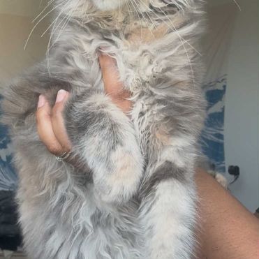 Chatons maine coon loof né(e)s le 15 juin 2025 #4