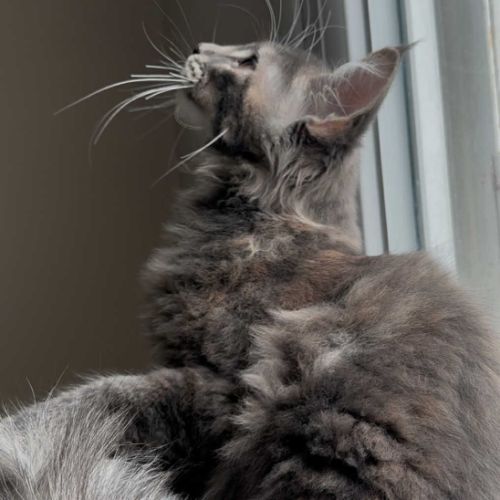 Chatons maine coon loof né(e)s le 15 juin 2025 #6