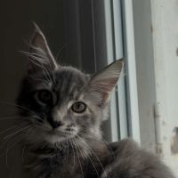 Chatons maine coon loof né(e)s le 15 juin 2025 #1