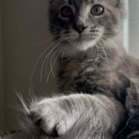 Chatons maine coon loof né(e)s le 15 juin 2025 #2