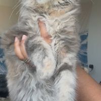 Chatons maine coon loof né(e)s le 15 juin 2025 #4