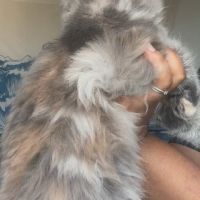 Chatons maine coon loof né(e)s le 15 juin 2025 #5