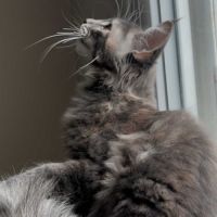 Chatons maine coon loof né(e)s le 15 juin 2025 #6