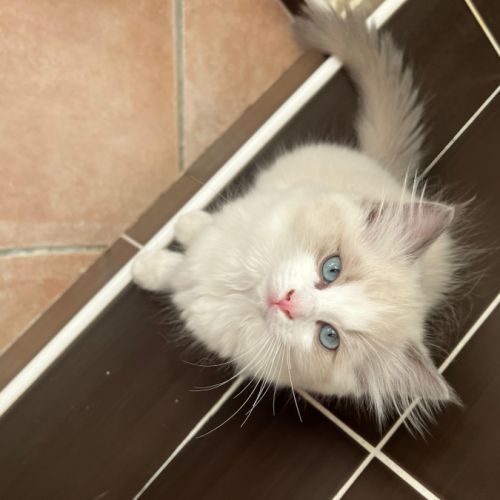Magnifiques ragdoll loof hypoallergeniques #1