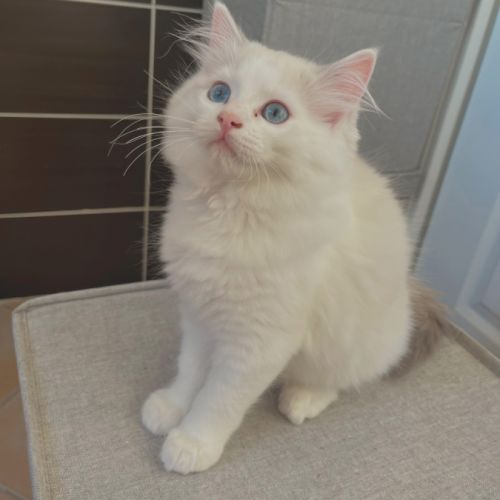 Magnifiques ragdoll loof hypoallergeniques