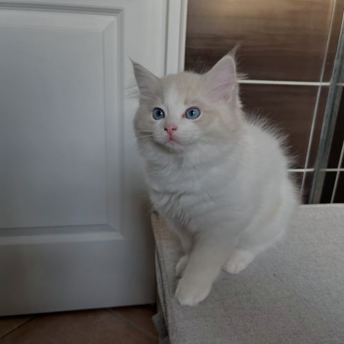 Magnifiques ragdoll loof hypoallergeniques #5