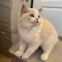 Magnifiques ragdoll loof hypoallergeniques #2