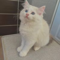 Magnifiques ragdoll loof hypoallergeniques #0