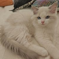 Magnifiques ragdoll loof hypoallergeniques #4