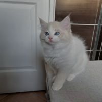 Magnifiques ragdoll loof hypoallergeniques #5