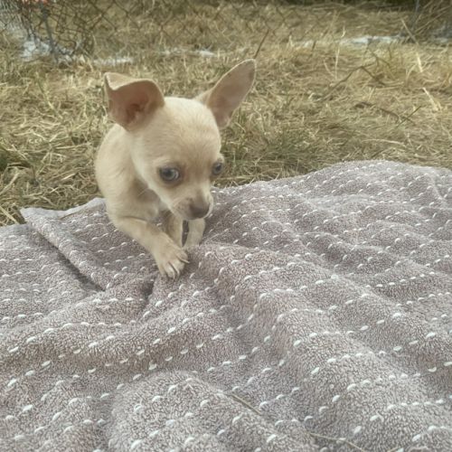 Magnifique petit chiots chihuahuas