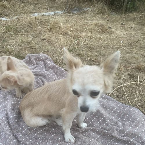 Magnifique petit chiots chihuahuas #2