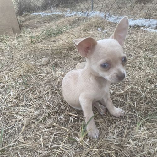 Magnifique petit chiots chihuahuas #3