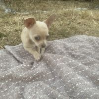 Magnifique petit chiots chihuahuas