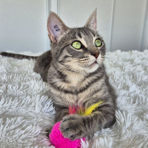 Lynette a l'adoption #4