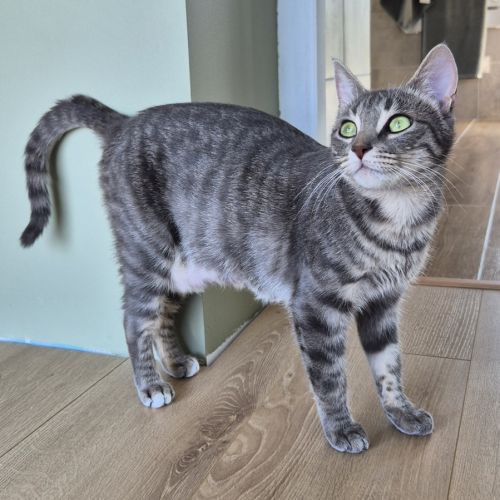 Lynette a l'adoption