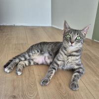 Lynette a l'adoption #1