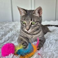 Lynette a l'adoption #2