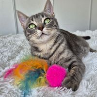 Lynette a l'adoption #3