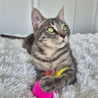 Lynette a l'adoption #4