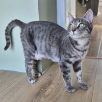 Lynette a l'adoption #0