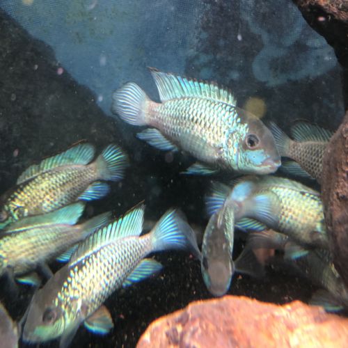 Cichlidé acara bleu électrique