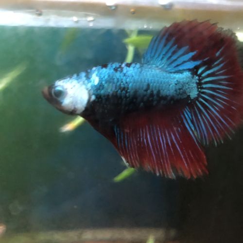 Betta combatant mâle